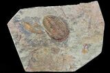Ordovician Trilobite (Euloma) - Zagora, Morocco #81284-1